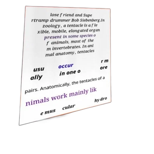 animal, jewelry, staff, image transparent PNG cut-out