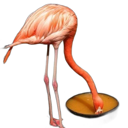 animal, creature, food, shoes transparent PNG cut-out