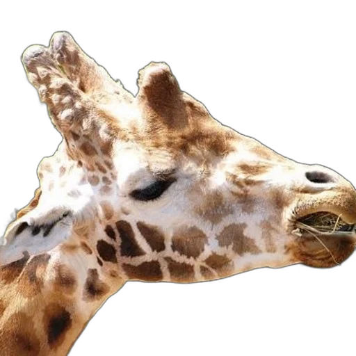 animal, creature, face, mask transparent PNG cut-out