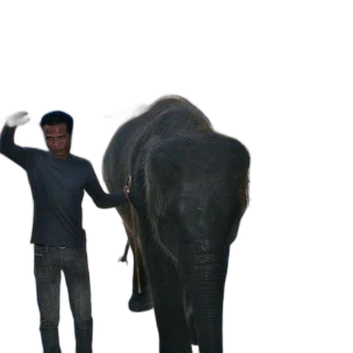 animal, creature, staff, weapon transparent PNG cut-out