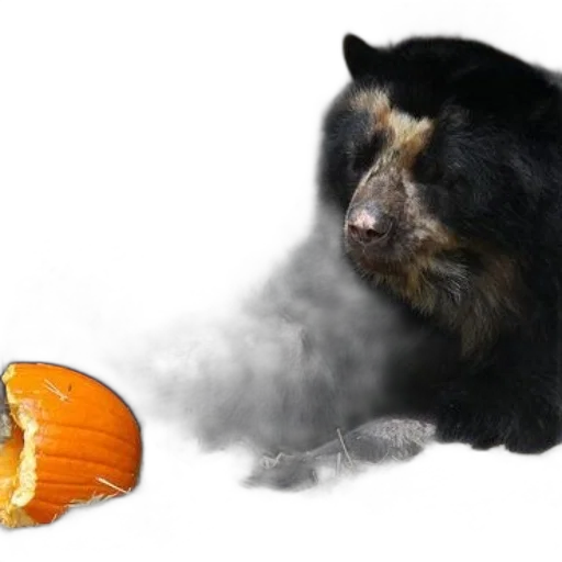 food, animal, creature, mask transparent PNG cut-out
