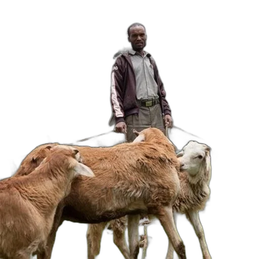 animal, food, concept art, man transparent PNG cut-out