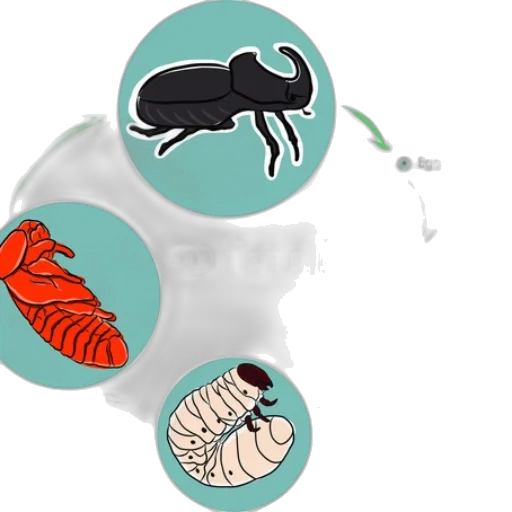 concept art, underwater, illustration, life transparent PNG cut-out