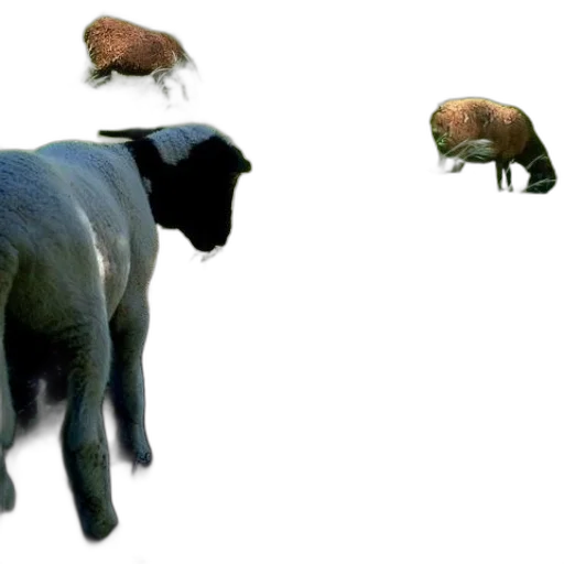 animal, creature, hat, hair transparent PNG cut-out