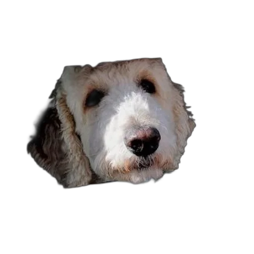 animal, face, creature, mask transparent PNG cut-out