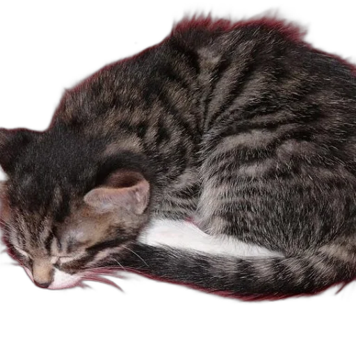 animal, creature, staff, hat transparent PNG cut-out