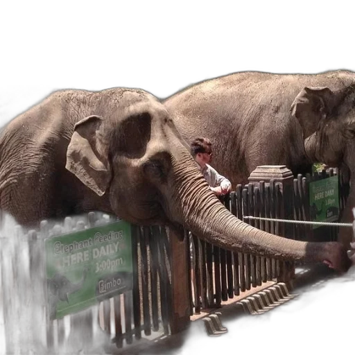animal, elephant, feeding, available transparent PNG cut-out