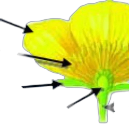 flower, umbrella, hat, crown transparent PNG cut-out