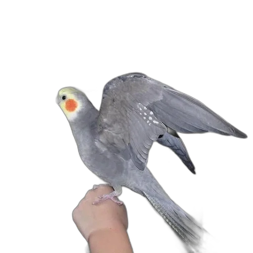animal, creature, weapon, staff transparent PNG cut-out