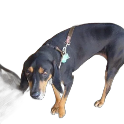 animal, staff, creature, weapon transparent PNG cut-out