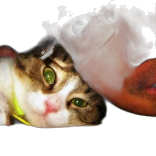 animal, creature, food, face transparent PNG cut-out