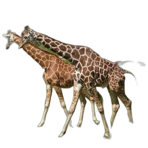 animal, creature, staff, jewelry transparent PNG cut-out