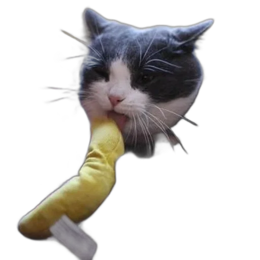 staff, animal, weapon, food transparent PNG cut-out
