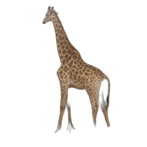 animal, creature, staff, crown transparent PNG cut-out