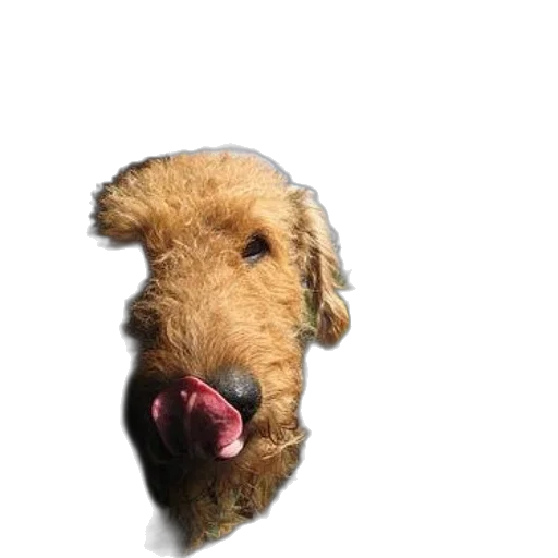 animal, creature, face, staff transparent PNG cut-out