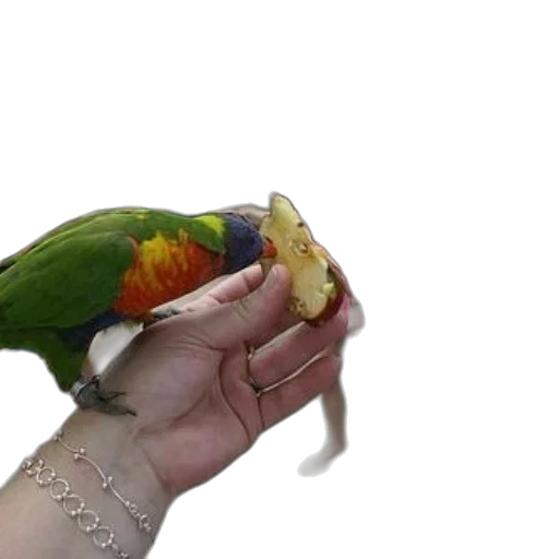 jewelry, animal, creature, food transparent PNG cut-out