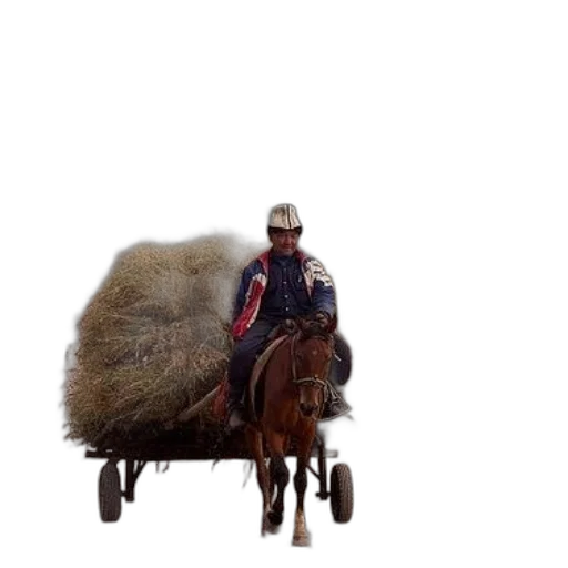 animal, hair, hat, car transparent PNG cut-out