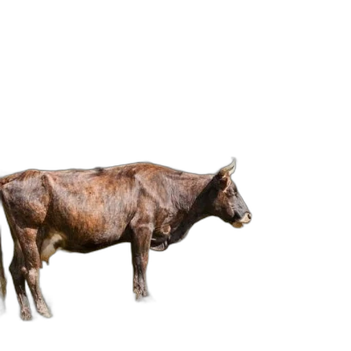 animal, creature, weapon, food transparent PNG cut-out