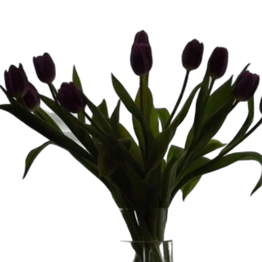flower, crown, staff, jewelry transparent PNG cut-out