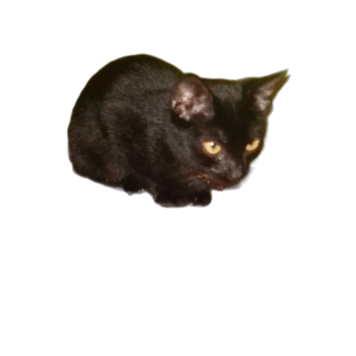 animal, creature, staff, face transparent PNG cut-out