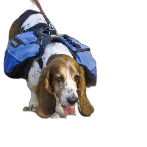 jacket, animal, creature, staff transparent PNG cut-out