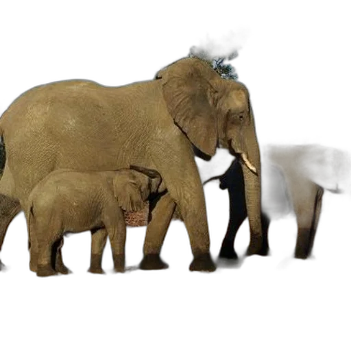 animal, creature, 3d render, concept art transparent PNG cut-out