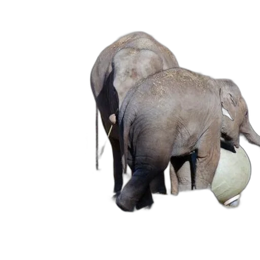 animal, hat, photorealistic, 3d render transparent PNG cut-out