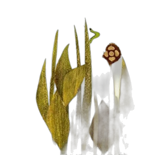 flower, staff, crown, mask transparent PNG cut-out