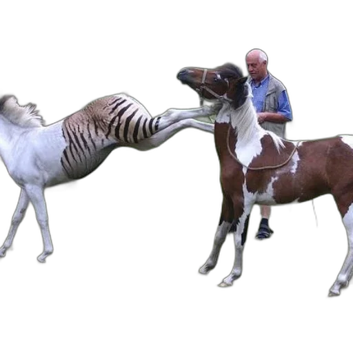animal, creature, staff, concept art transparent PNG cut-out
