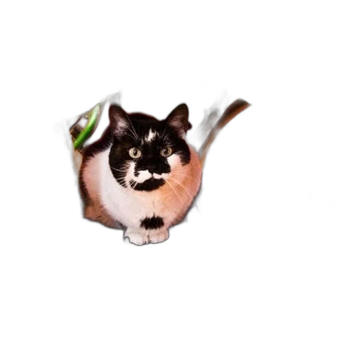 animal, creature, staff, hat transparent PNG cut-out