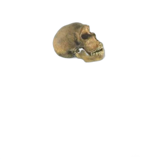 mask, animal, creature, face transparent PNG cut-out