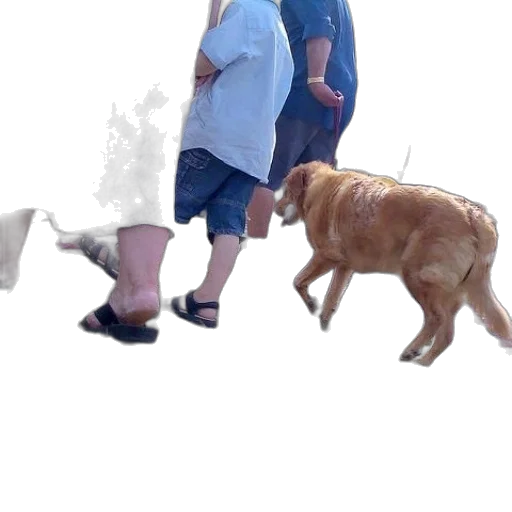 animal, creature, umbrella, shoes transparent PNG cut-out