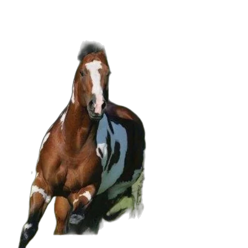 animal, jacket, creature, face transparent PNG cut-out