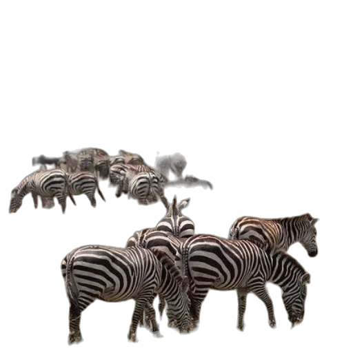 animal, creature, furniture, jewelry transparent PNG cut-out