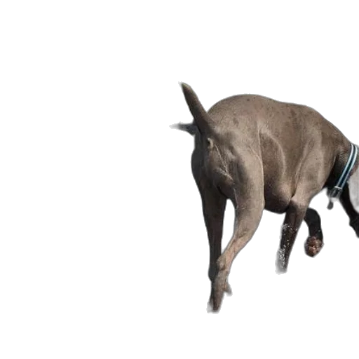 animal, creature, staff, weapon transparent PNG cut-out