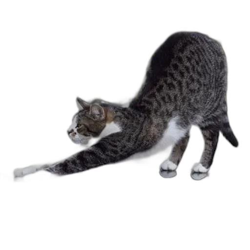 staff, animal, creature, weapon transparent PNG cut-out