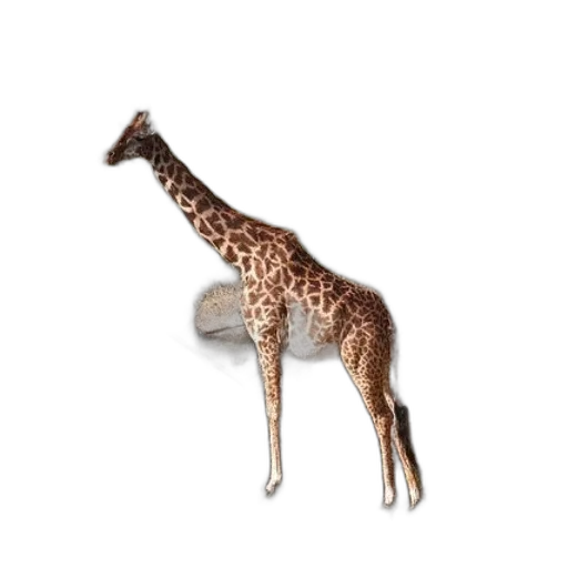 animal, creature, staff, jewelry transparent PNG cut-out