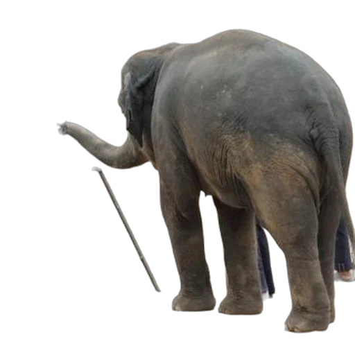 animal, staff, creature, weapon transparent PNG cut-out