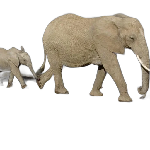animal, concept art, 3d render, photorealistic transparent PNG cut-out