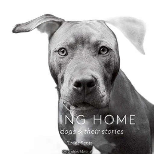 black, white, photograph, dog transparent PNG cut-out