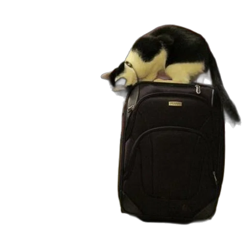 jacket, animal, creature, 3d render transparent PNG cut-out