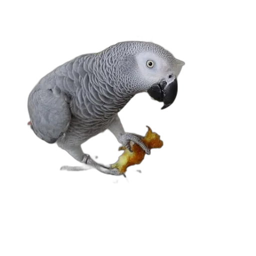animal, food, creature, jewelry transparent PNG cut-out