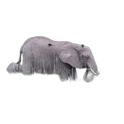 animal, creature, hat, staff transparent PNG cut-out