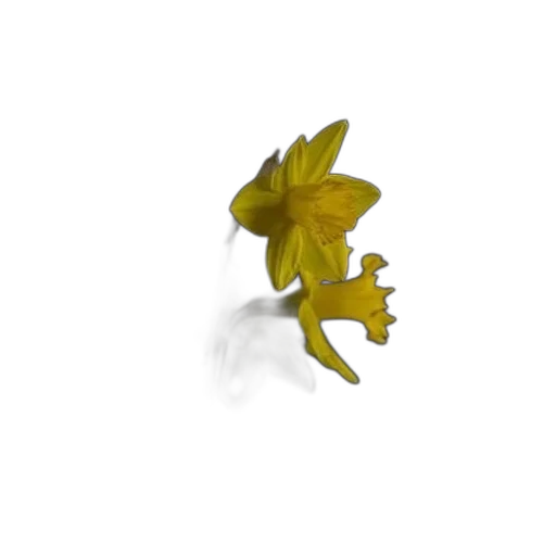 flower, crown, dragon, creature transparent PNG cut-out