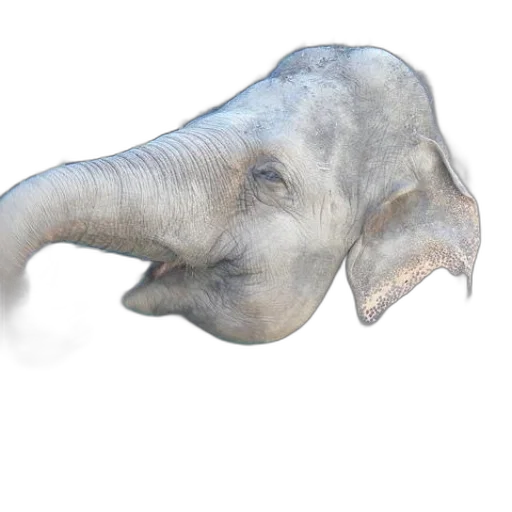 animal, creature, mask, hat transparent PNG cut-out