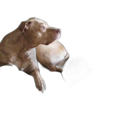 animal, creature, staff, photorealistic transparent PNG cut-out