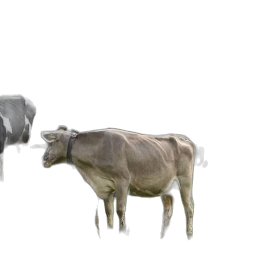 animal, concept art, 3d render, photorealistic transparent PNG cut-out