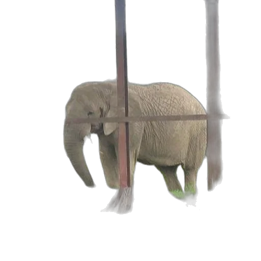 animal, creature, weapon, umbrella transparent PNG cut-out