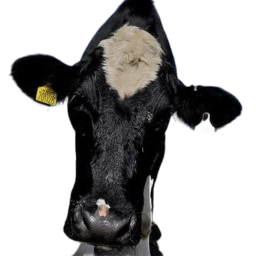 animal, face, hat, mask transparent PNG cut-out