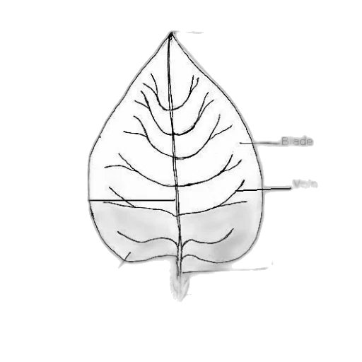 crown, hair, tree, flower transparent PNG cut-out